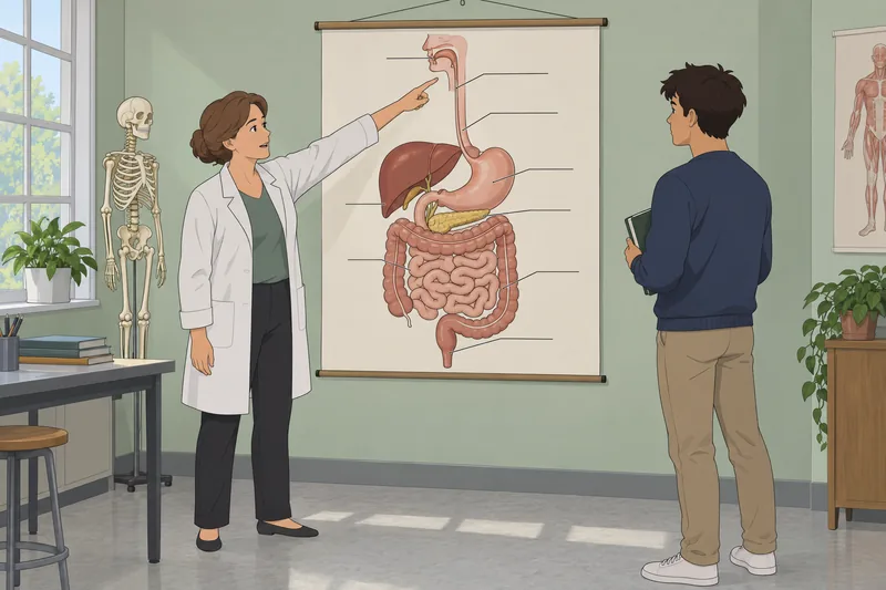 El cuestionario de identificación presenta órganos digestivos.