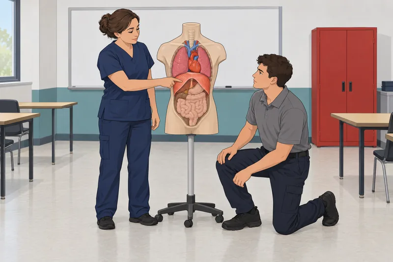 EMT Anatomy and studies a torso model.