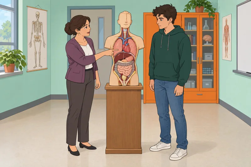 Human Torso Model stands in anatomy class.